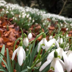 snowdrops